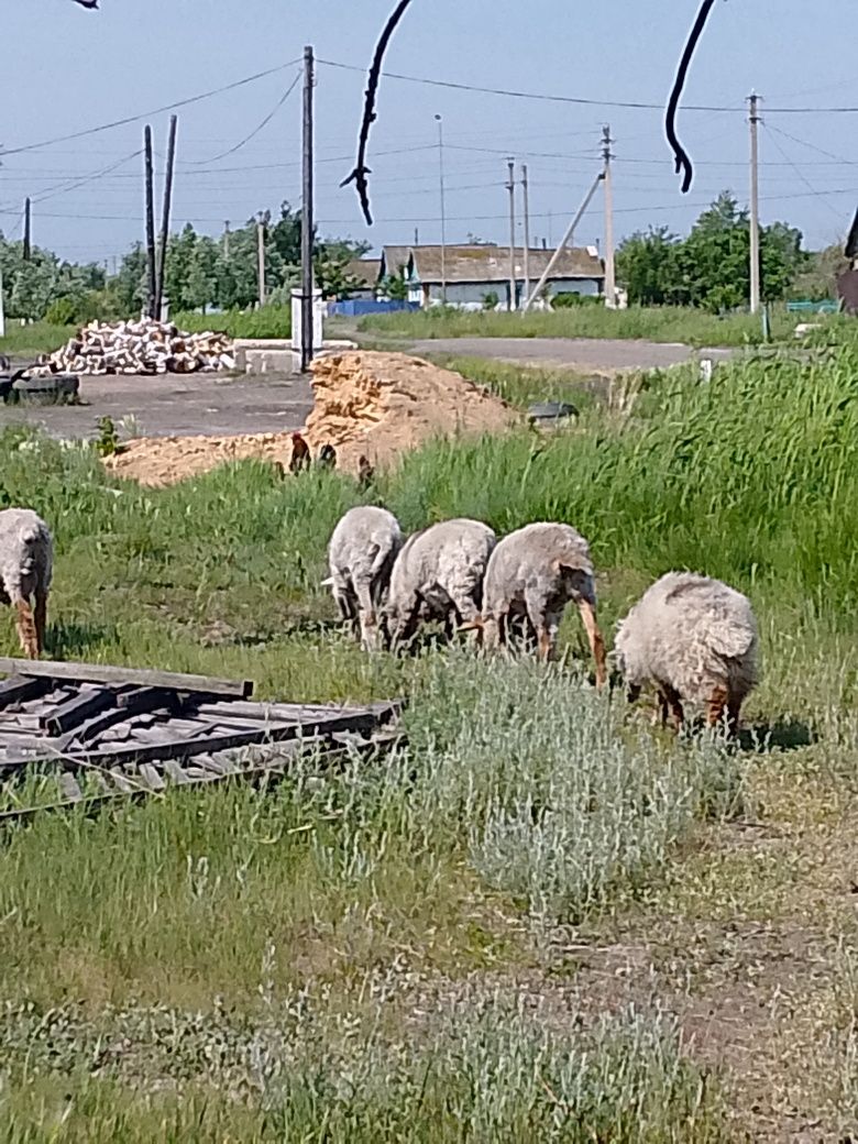 Продам Баранов пять голов