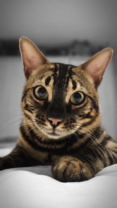 Бенгал Вяска чистокровный