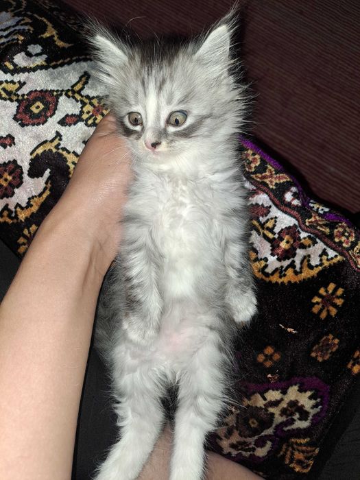 котята в Ургенче
