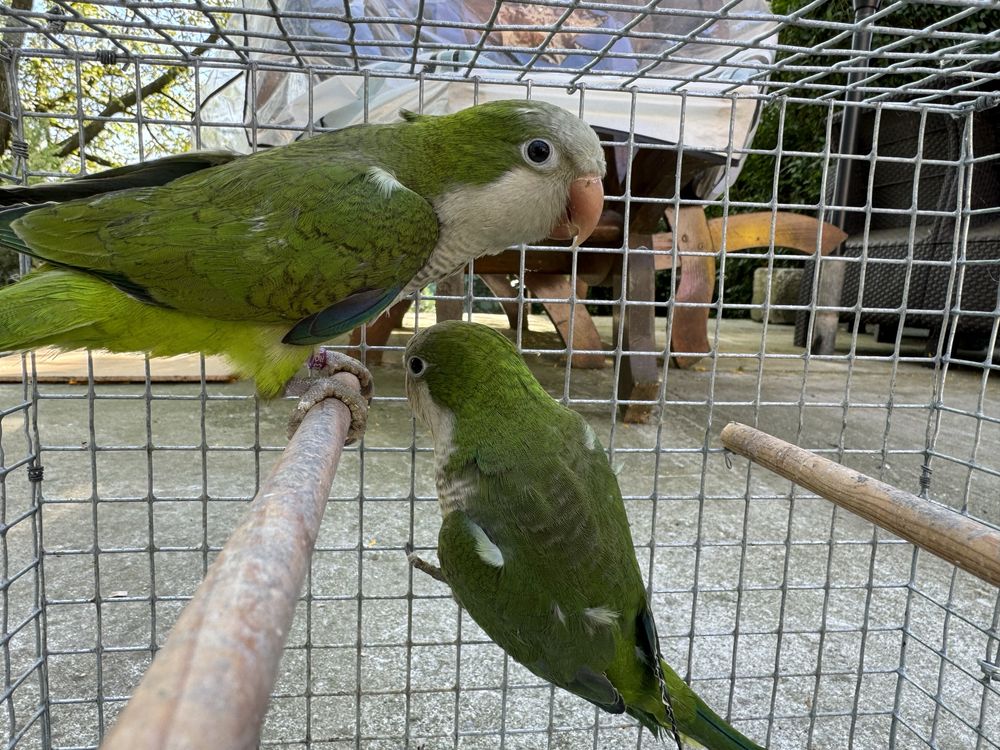 Papagali Calugari - test ADN