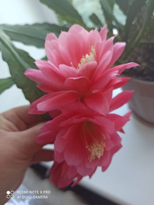 Эпифиллум розовый кжби