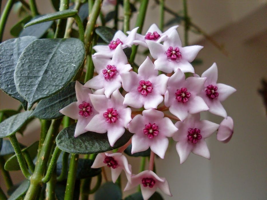 Хойя белла.Отростки .Укорененные в горшочках