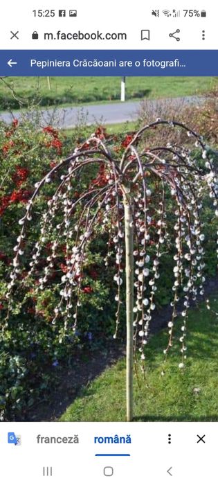 Vindem Magnolie diferite culori Angro!!!