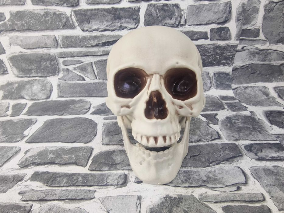 Череп Модел Глава