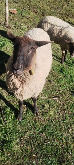 Berbec de rasă ,sănătos calitate garantată