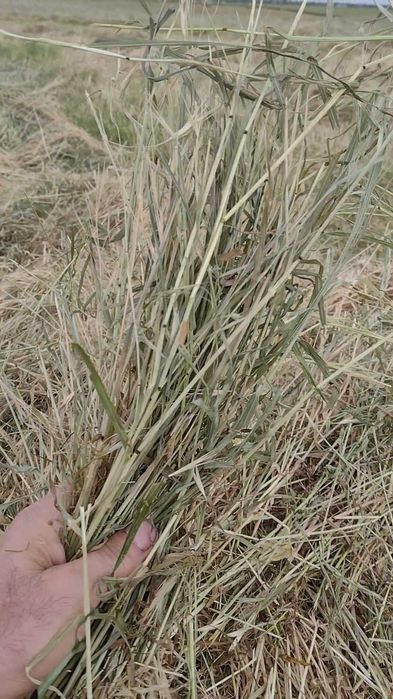 Baloți rotunzi de iarbă, fân 1,7x1,2 m