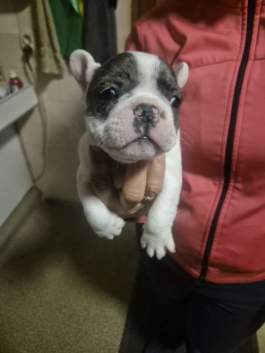 Френски Булдочета