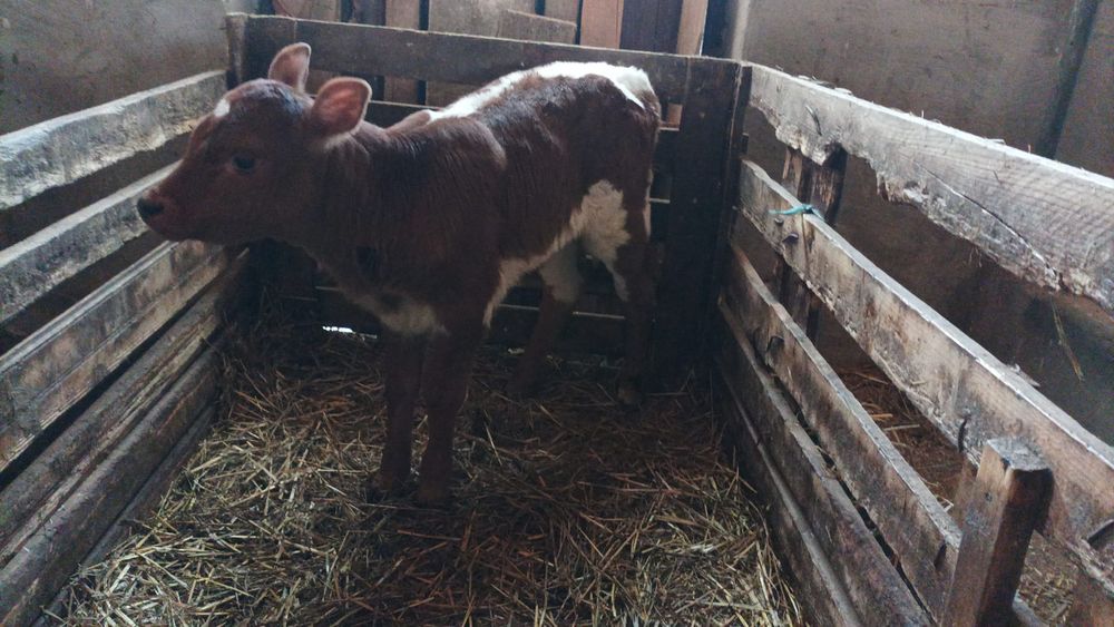 Vitea baltata de 2 saptamani