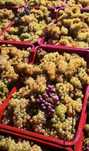 Struguri de vin vand in toata tara