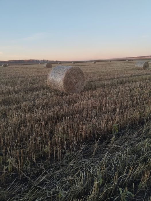 Продам сено( суданская трава)
