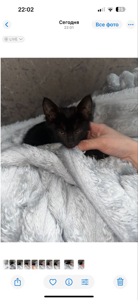Кот маленький 1 месяц