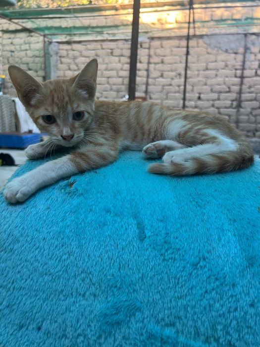 Бесплатно котята в добрые руки