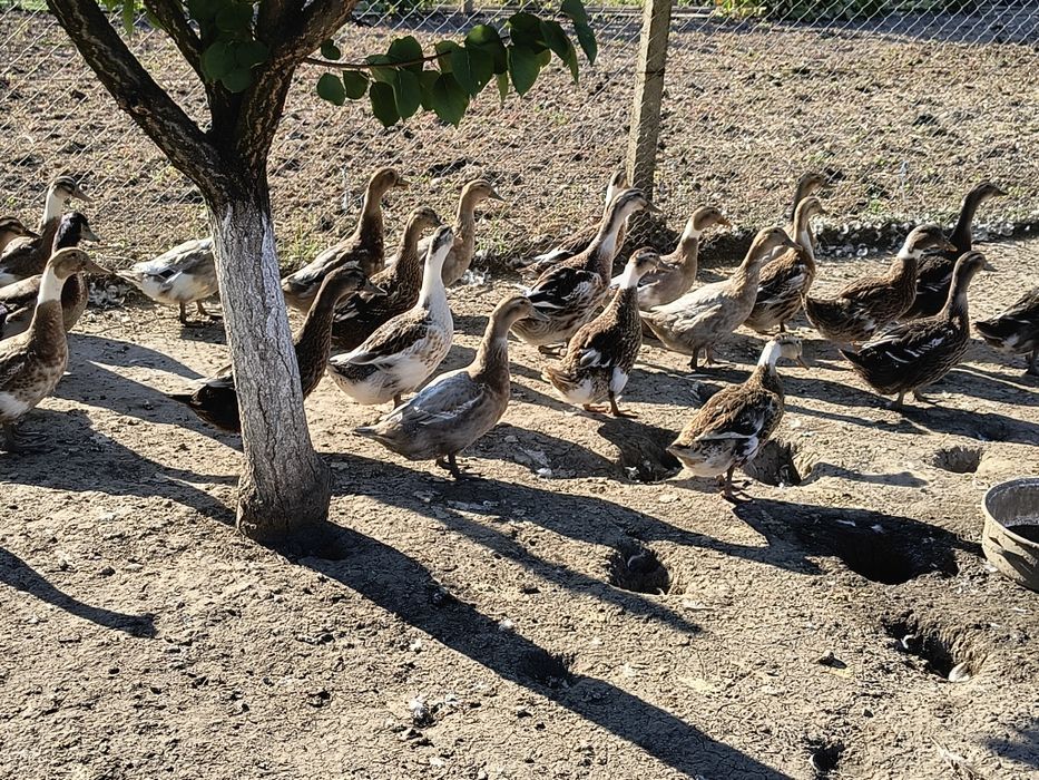 Vând rațe măcănite