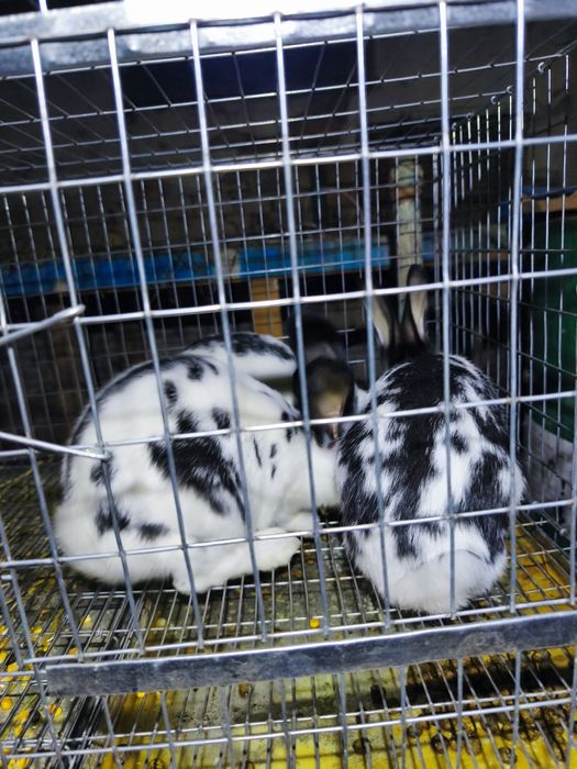 VândIepuri de casã