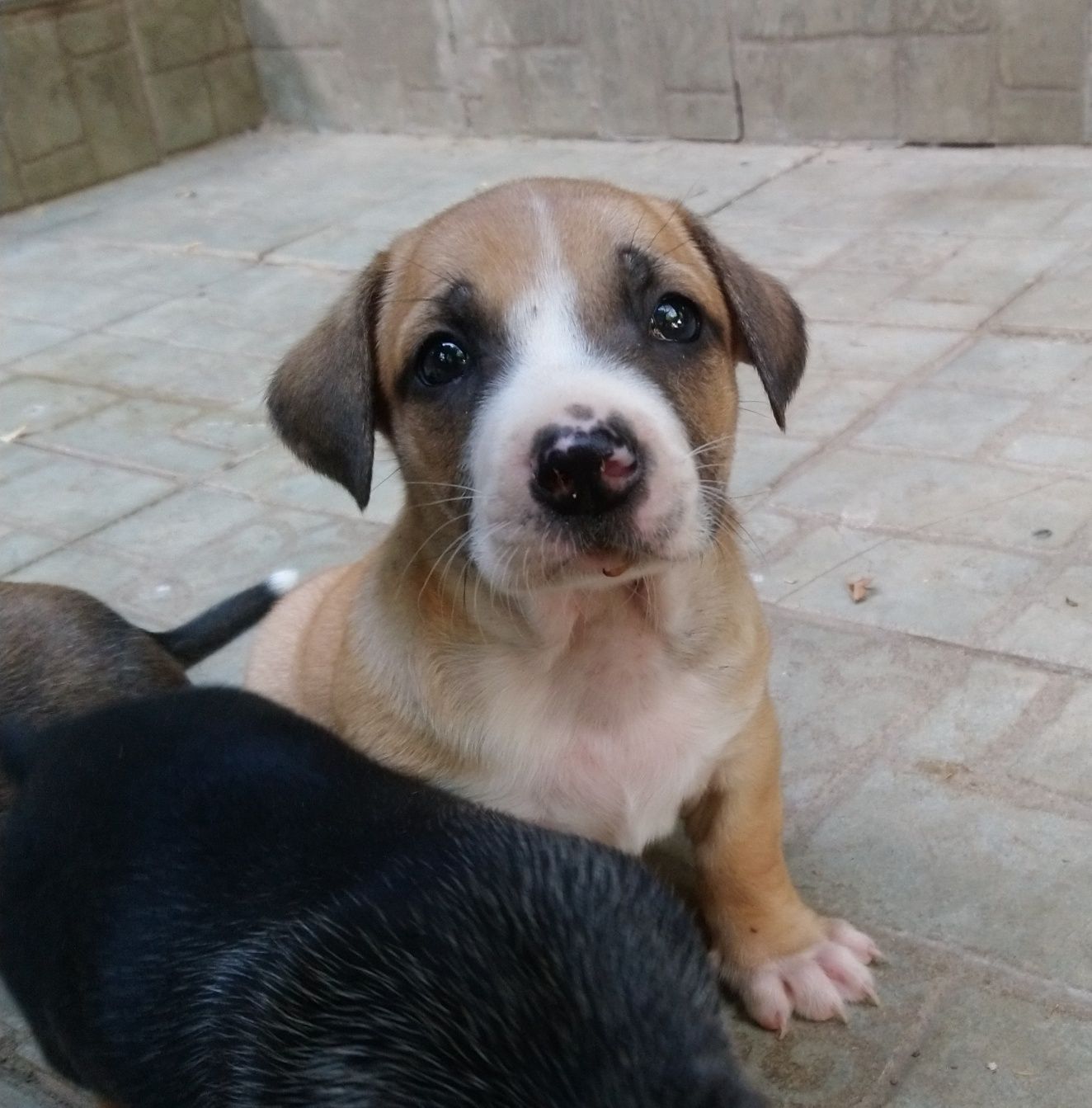 Oferim spre adopție doi masculi talie mică 6 săptămâni