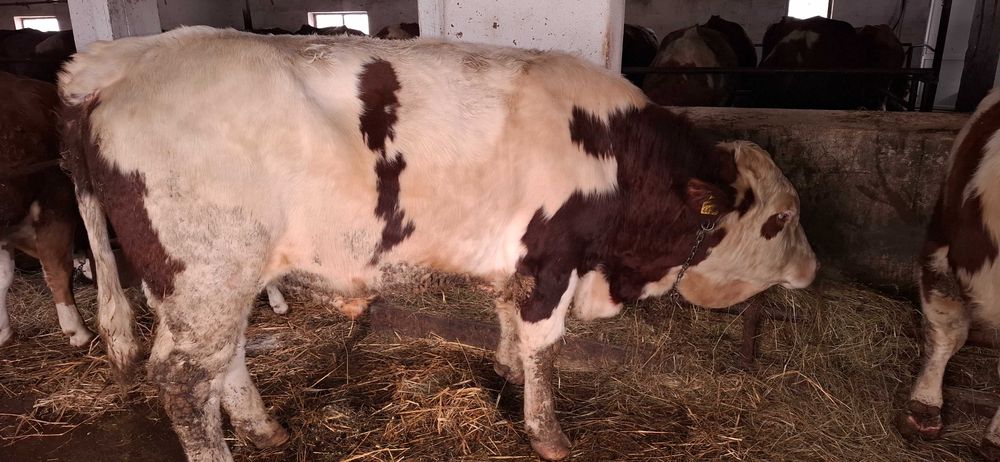 Taur cu certificat de origine