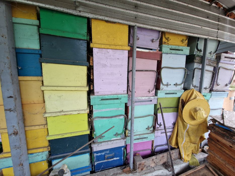 Stupi albine din lemn - Layens