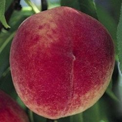 Pomi Fructiferi  Stravechi Glia Stramoseasca(Piersic )