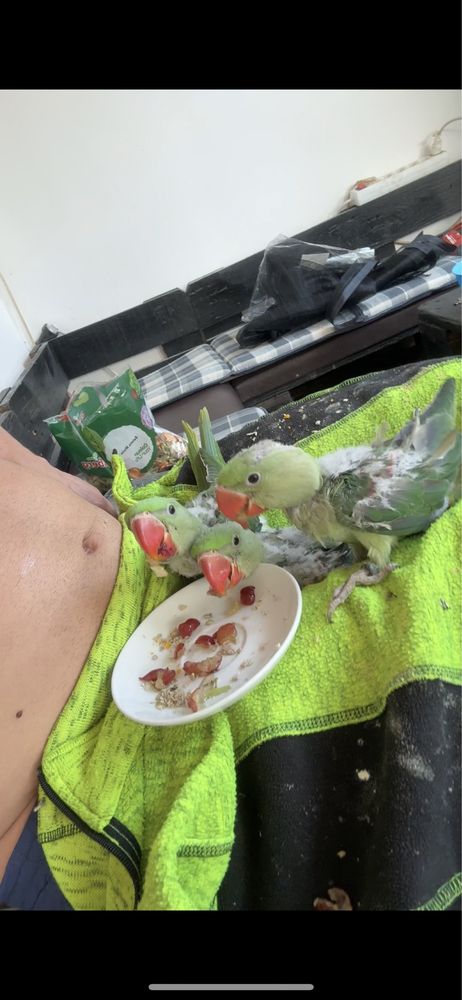 Pui marele alexandru vorbitori crescuti la seringa