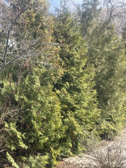 Елки, туи, кустарники