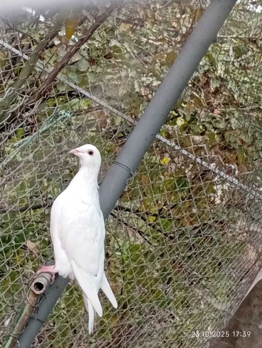 Vând porumbei voiajori (posta)