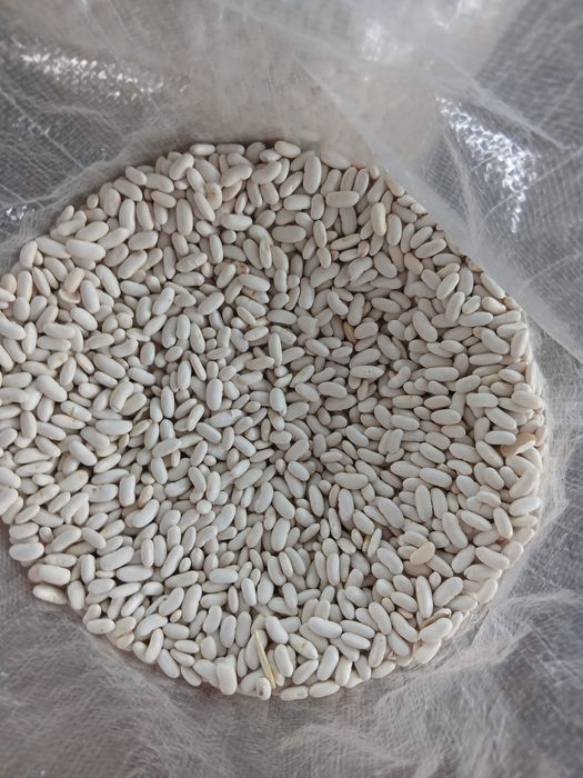 Vand fasole romaneasca