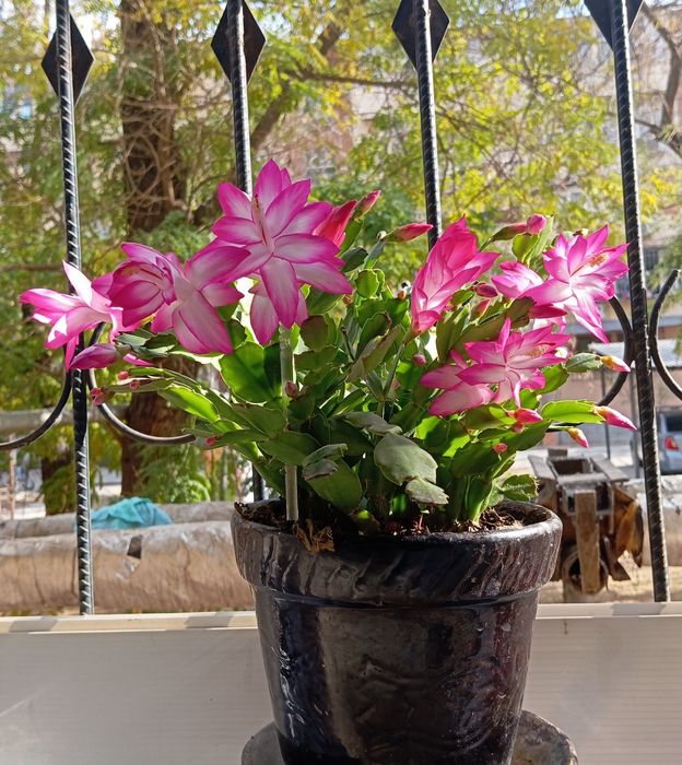 Рапсалидопсис (разновидность декабриста)