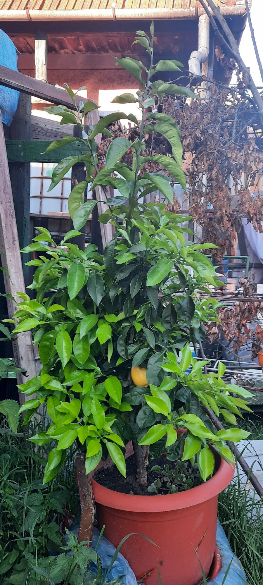 Lamai altoit (pom fructifer), anul 4, în ghiveci mare.