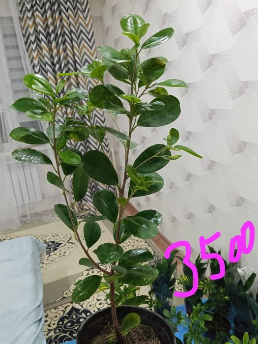 3/4 кавер почти новый