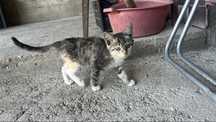 Отдам котят даром