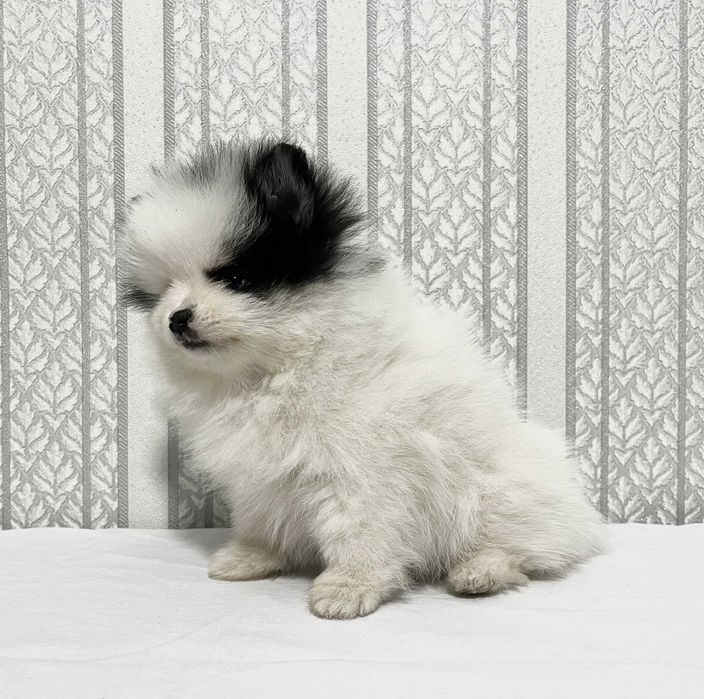 Щенки Немецкий Шпиц Миниатюрный  . Суки  с документами . 2 месяца.