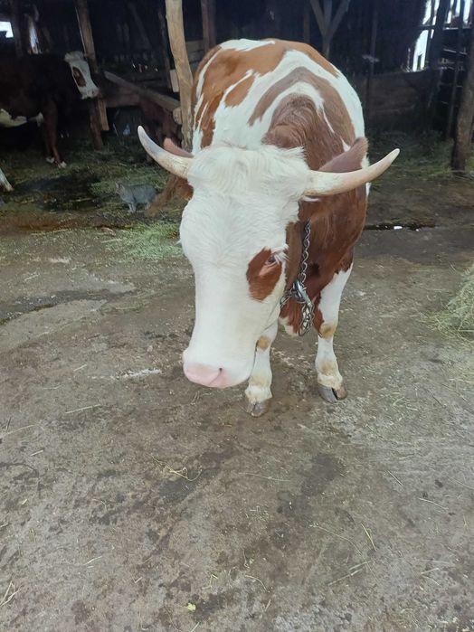 Vând vaci bălțată romaneasca