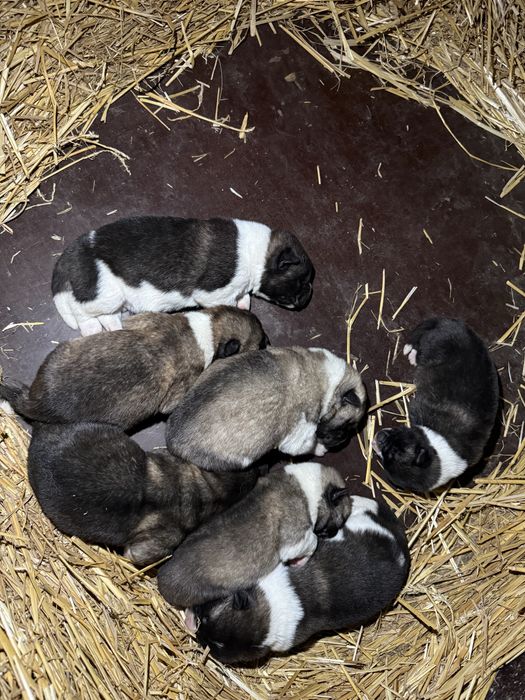 Америкаска акита кученца мъжки и женски