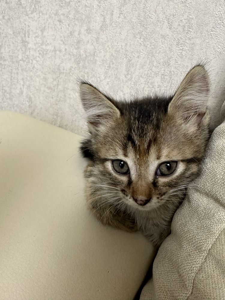 Отдам котят в добрые любящие руки