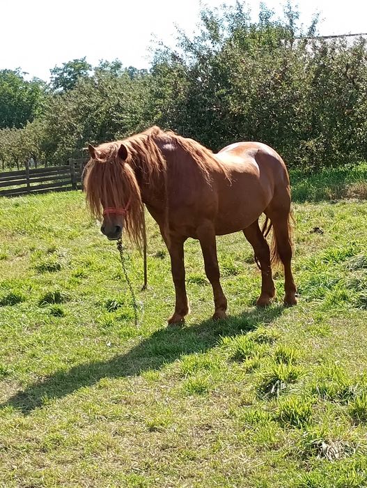 Cal de vanzare,preț negociabil