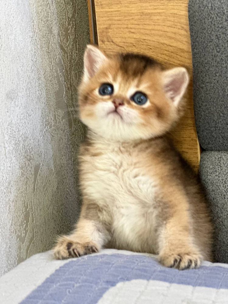 Продам котята британской шиншиллы.