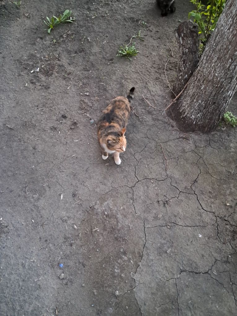 Отдам в добрые руки кошек и котов