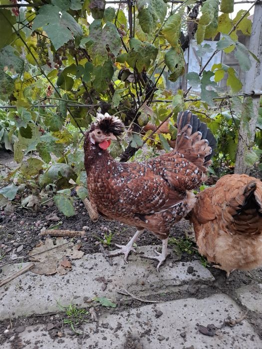 De vânzare gaini moțate