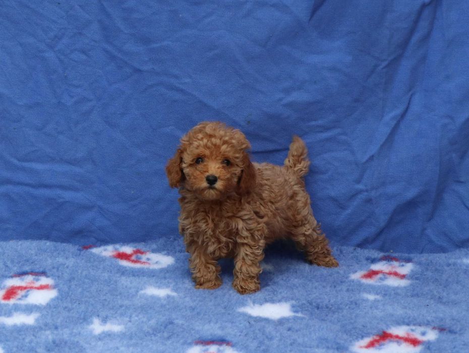 Pudel toy talie mica