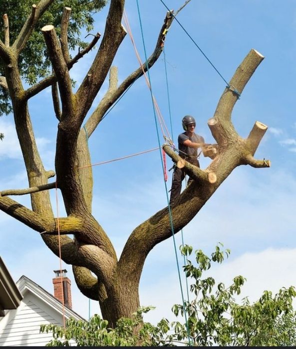 Daraxt kesish benzapila xizmati