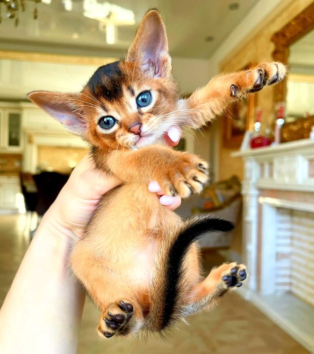 АБИССИНСКИЕ котята -ПУМЯТА- бронь и готовые