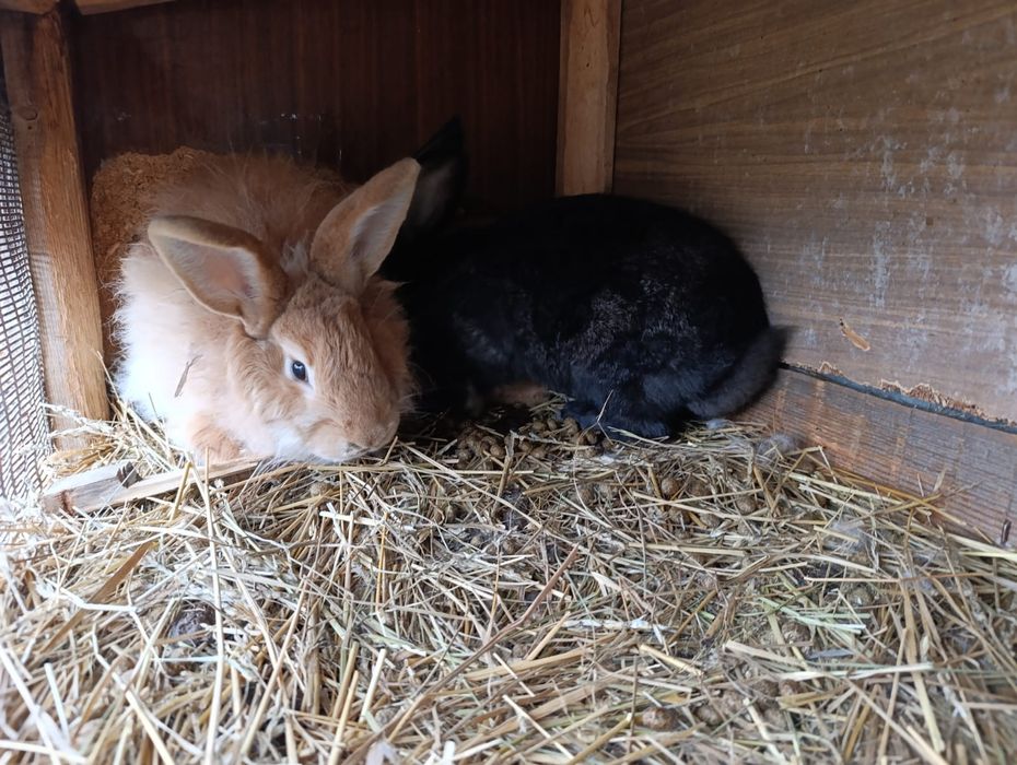 Продаются  крольчата 3 месяца