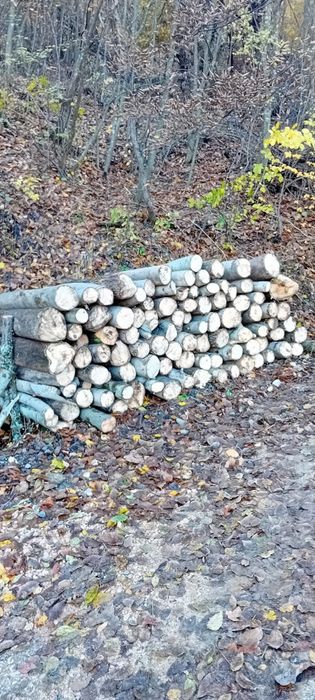 De vânzare 1 lemn de plop și salcie