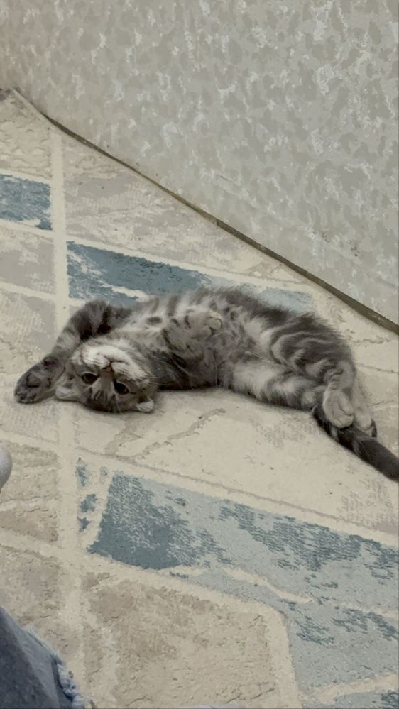 Кот пародистый веслоухий