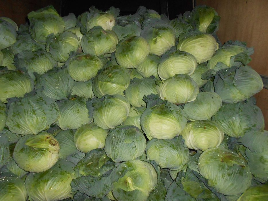 Varza verde sarmale