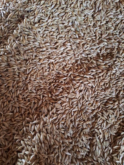 Orz de vânzare  boabe lucernă