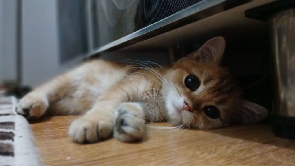 Zalataya shinshila sotladi