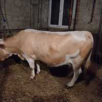Vaca Baltata românească