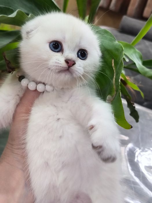 Котята от правильной вязки