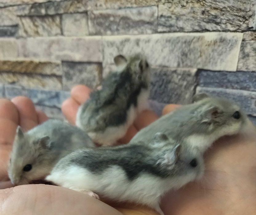 Hamsteri deosebiți diverse culori pui foarte blânzi si cuminți